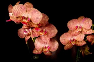 Удобрение МЕРА «для Орхидей универсальное» 0,25л