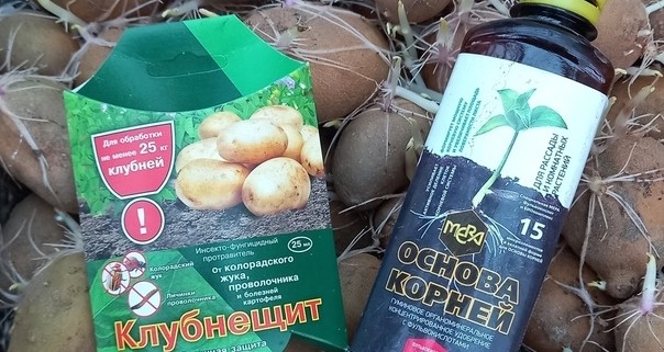 Как ускорить прорастание всходов картофеля, защитить от проволочника и колорадского жука