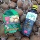 Как ускорить прорастание всходов картофеля, защитить от проволочника и колорадского жука