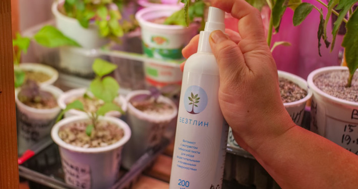 БЕЗТЛИН - как хвойная химия настраивает среду вокруг растения